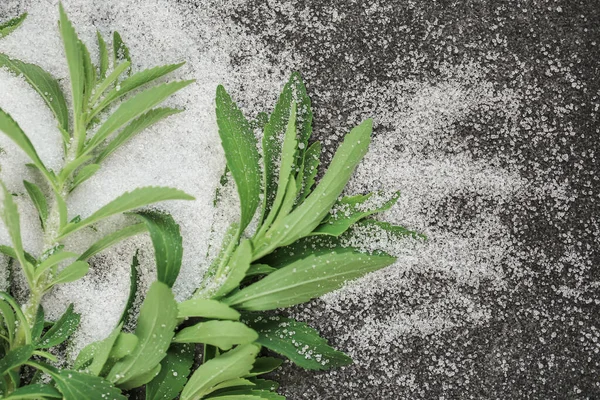 Grünes Stevia Und Kristallzucker Auf Schwarzem Hintergrund Pflanzliche Süßstoff Stevia — Stockfoto