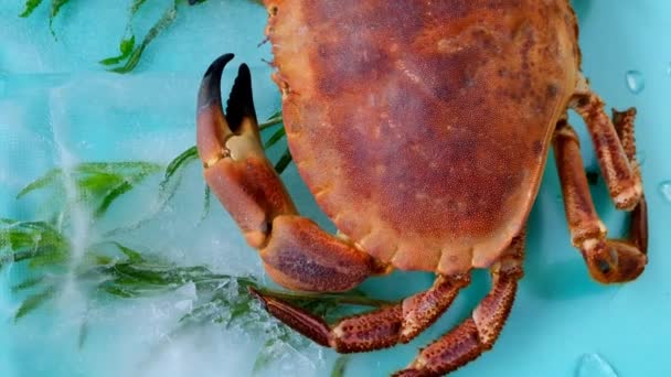 Готовим Крабов Морскую Капусту Crab Вареные Крупным Планом Seafood Species — стоковое видео