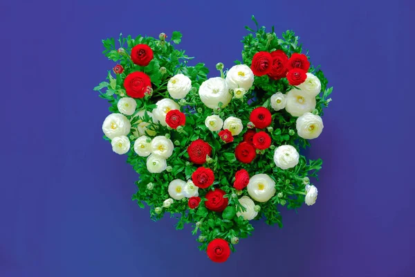 flower heart.buttercup flowers heart.White and red ranunculus heart on a violet background. Floral beautiful texture.ranunculus flower.Beautiful floral background in red, white and blue colors.