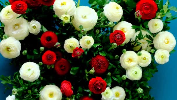 Serce Kwiatu Białe Czerwone Jaskry Tła Biały Czerwony Ranunculus Kształcie — Wideo stockowe