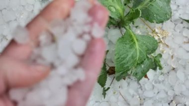 Bahçede el ele dolu. Dolu altında sebzeler. Lahana ve beyaz dolu. Yaz yağışı. Fırtınalı yaz havası. Beyaz dolu. Soğuk yaz havası. 4k görüntü