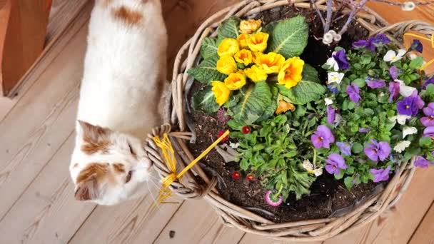 White Cat Spring Flowers White Cat Rubs Wicker Basket Primroses — Stock Video