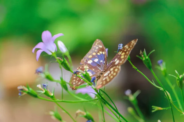 Natureza Foto Papel Parede Borboleta Flores Sino Azul Fundo Verão — Fotografia de Stock