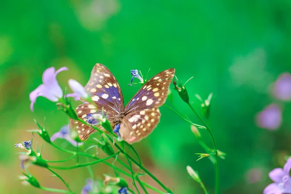 Borboleta Flores Sino Azul Belo Fundo Verão Com Flores Uma — Fotografia de Stock