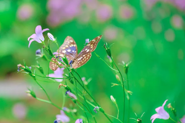 Бабочка Цветах Блубелла Красивый Фон Цветами Бабочкой Красивые Обои Фото — стоковое фото