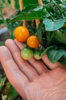  orange tomatoes in hand close-up in the summer garden.farmer harvests vegetable in the garden. Orange cherry tomatoes. Tomatoes harvest .