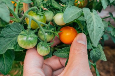  orange tomatoes in hand close-up in the summer garden.farmer harvests vegetable in the garden. Orange cherry tomatoes. Tomatoes harvest .Hand picks from the bush. 