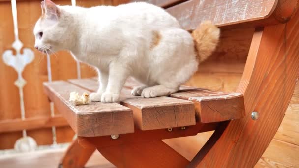 白猫在木制的长椅上吃面包 可爱的宠物 高质量的4K镜头 — 图库视频影像