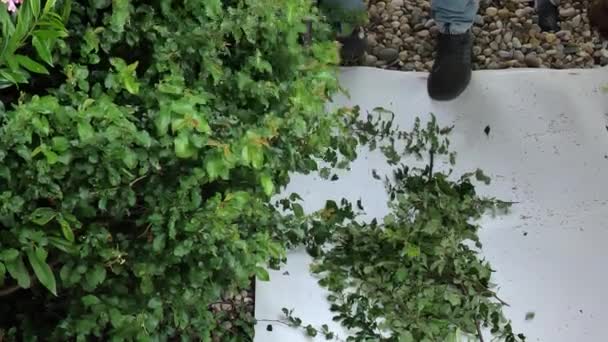 Mens Snijdt Planten Met Een Bosmaaier Snoeien Van Struiken Tuin — Stockvideo
