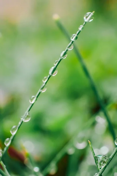 Drops Plants Grass Water Drops Macro Background Green Grass Drops — Stock Photo, Image