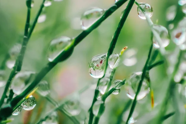 Drops Plants Grass Drops Earth Day Wet Grass Rain Plant — Stock Photo, Image