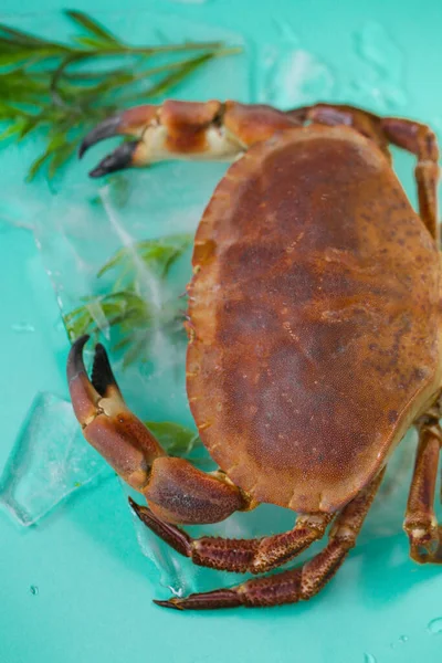 Crab with and branches of tarragon in ice on a turquoise background.Cooking crabs and seafood. Crab boiled