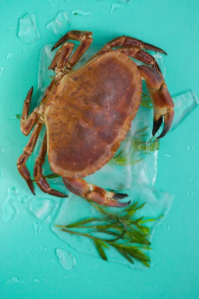 Crab boiled. Crab with and branches of tarragon on a turquoise background.Cooking crabs and seafood. Seafood species.Dietary protein source