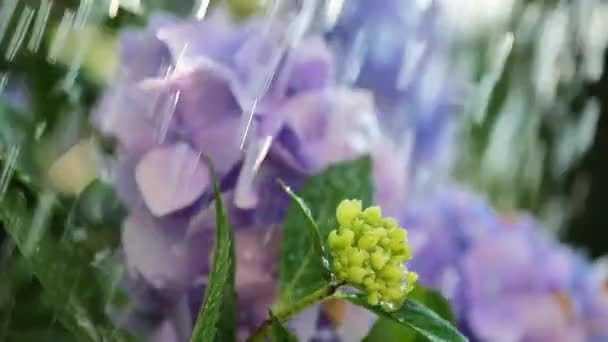 Blue Hydrangea Flowers Watered Watering Can Summer Sunny Garden Growing — Stock Video