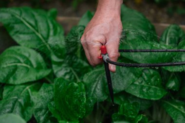 Drenaj sulama tesisatı. Drenaj hortumu ve fıskiyeyi erkek ellerine verin. Sulama ekipmanı. Bahçe için bir damlama sulama sistemi oluşturma süreci.. 