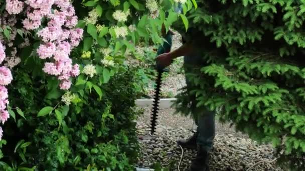 Przycinanie Roślin Wiosennym Ogrodzie Man Kroi Rośliny Pomocą Szczotki Pigwa — Wideo stockowe