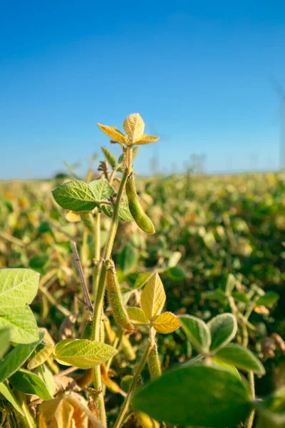 soybean field.Pods of ripe soybeans close-up in the rays of the sun.Agriculture and farming.Growing organic food Soy.field of ripe soybeans.