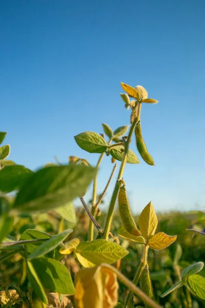 Soybean crop.Pods of ripe soybeans close-up in the rays of the sun.Agriculture and farming.Growing organic food Soy.field of ripe soybeans.
