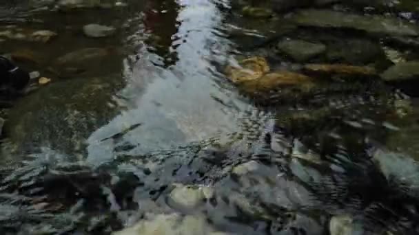 山の川と雪が降る スローモーション 山の川の石の上の水の流れ 落下する雪片と高い火の木 水と石のテクスチャ 川の水の流れ 4K映像について — ストック動画