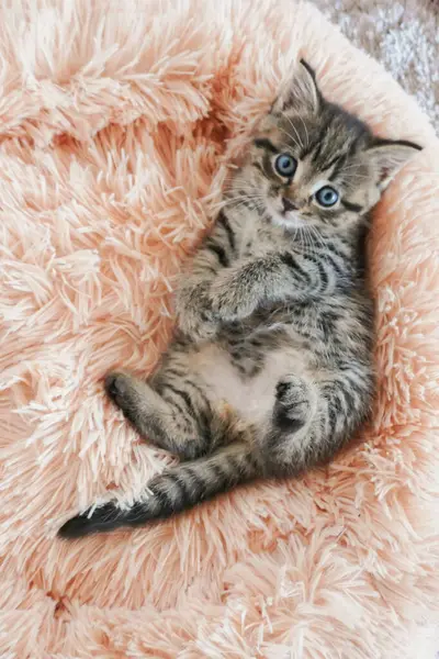 Kitten Pink Bed Beige Carpet Home Cute Pets Kitten Toys — Stock Photo, Image