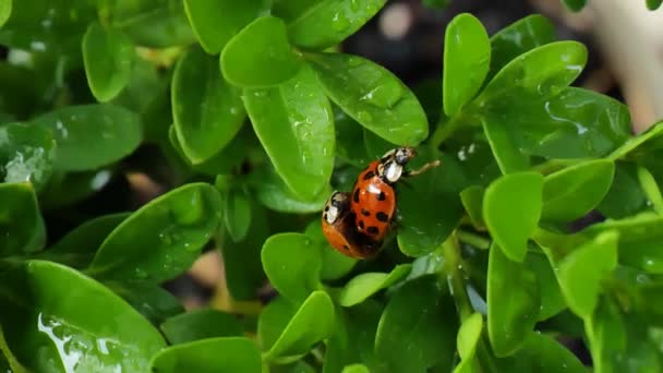 Proceso Cría Mariquitas Apareamiento Los Insectos Insectos Jardín Dos Mariquitas — Vídeos de Stock