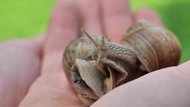Slakken Kogels Slakken Palm Zomertuin Tuinplagen Grote Druivenslakken Tuin Insecten — Stockvideo