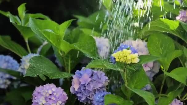 Водяться Гортензії Блакитні Квіти Гортензії Поливають Літнього Сонячного Саду Росте — стокове відео