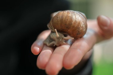 Üzüm salyangozu. Bahçedeki böcekler ve böcekler. Bir yaz bahçesinde, bir elin üzerinde salyangoz. Sümüklüböcekler ve salyangozlar.