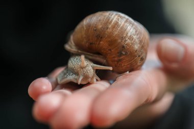  Büyük bir üzüm salyangozu, bir yaz bahçesinde. Sümüklüböcekler ve salyangozlar.