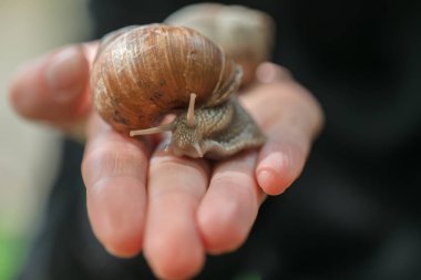 Üzüm salyangozu. Bahçedeki salyangozlar. Bahçedeki böcekler ve böcekler. Bir yaz bahçesinde, bir elin üzerinde salyangoz. Sümüklüböcekler ve salyangozlar.