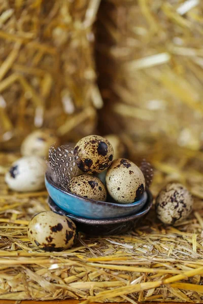青瓷杯中的鹌鹑蛋压在稻草地里的陶瓷杯中 有机农产品 动物蛋白质 有益的健康食品和产品 — 图库照片