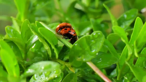 Ladybugs Διαδικασία Αναπαραγωγής Πράσινα Κλαδιά Του Boxwood Γκρο Πλαν Σταγόνες — Αρχείο Βίντεο