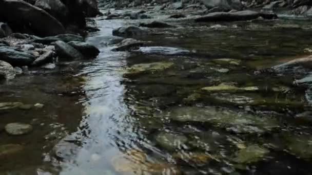 Flöde Vatten Bergsflod Fallande Snöflingor Och Höga Granar Bilder — Stockvideo