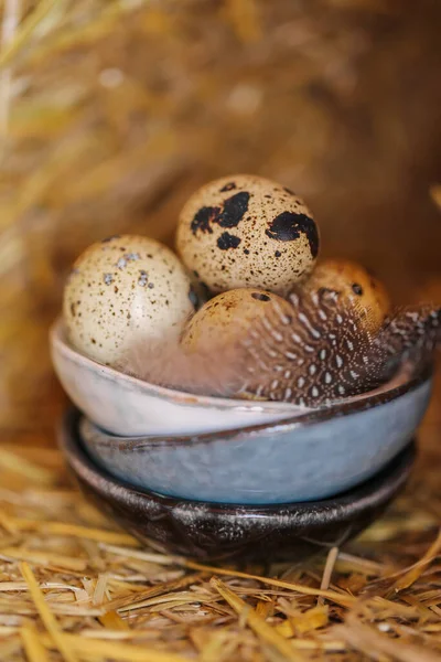 Quail Eggs Feathers Clay Cups Set Straw Speckled Eggs Brown — Stock Photo, Image