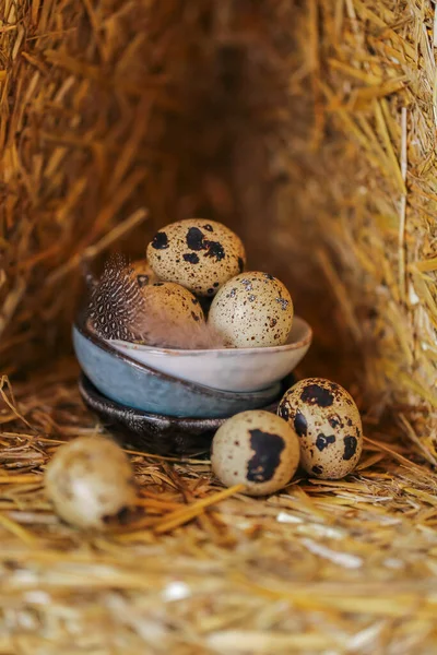 Wachteleier Tontassen Den Stroh Kleine Gesprenkelte Eier Und Braune Flauschige — Stockfoto