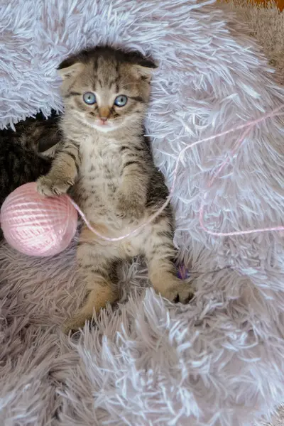 Kitten Παιχνίδια Kitten Παίζει Μπάλες Από Μαλλί Ένα Μαλακό Κρεβάτι — Φωτογραφία Αρχείου