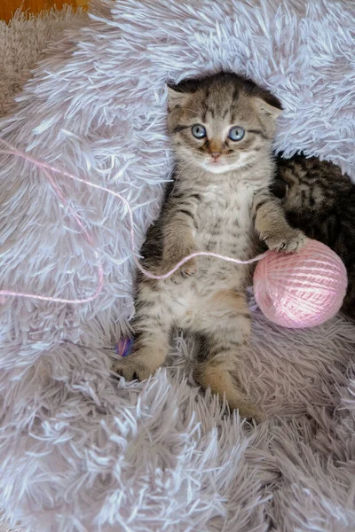 Kitten Games Kitten Plays Balls Wool Cute Little Striped Kittens — Stock Photo, Image