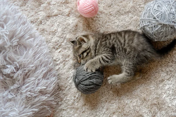かわいいペットたち 柔らかいベージュカーペットのウールのボールとキットが再生されます トップビュー キットゲーム かわいい小さなストライプ子猫 — ストック写真