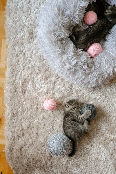 Kitten Plays Balls Wool Soft Bed Top View Kitten Games — Stock Photo, Image
