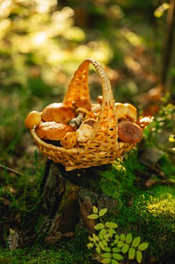 Bir sepet mantar. Ağaç kökü üzerinde yenilebilir mantarlar. Orman mantar koleksiyonu. Kelebek ve deve balığı, sepetteki bal mantarları. orman arkaplanı