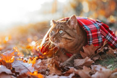 Sonbahar kedisi. Kırmızı ekose eşarplı tekir kedi ve güneş yaprakları. Sonbahar mevsiminde evcil hayvanlar. Eşarplı şirin kedi.. 