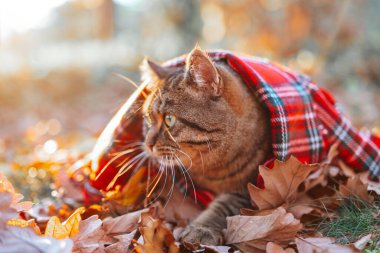 Kırmızı eşarplı sonbahar kedisi ve güneşte sonbahar yaprakları. Sonbahar mevsiminde evcil hayvanlar. Eşarplı şirin kedi.. 