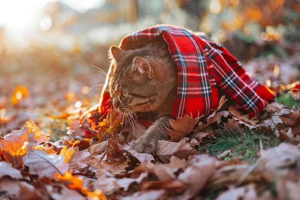 Podzimní Kočka Tabby Kočka Červeném Kostkovaném Šátku Podzimní Listy Slunci — Stock fotografie