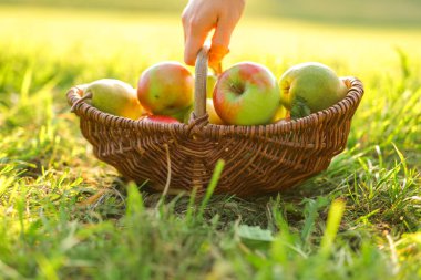 Sonbahar bahçesinde sonbahar meyvelerinin toplandığı sepette elmalar ve armutlar. Elma ve incilerin sonbahar hasadı. Bol meyve. Organik tarım meyveleri.