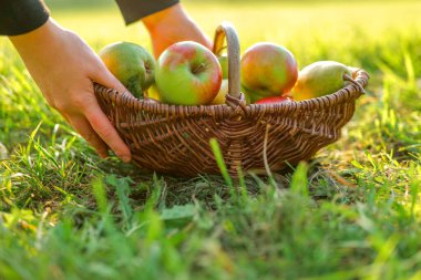 Sonbahar bahçesinde ellerde elma ve armut sepeti. Sonbahar meyveleri koleksiyonu. Elma ve incilerin sonbahar hasadı. Bol meyve. Organik tarım meyveleri.