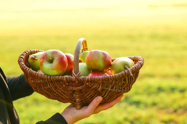 Colheita Outono Maçãs Pêras Abundância Frutas Uma Cesta Vime Mãos — Fotografia de Stock