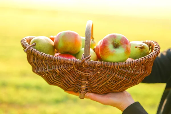 Maçãs Peras Uma Cesta Vime Sol Coleção Frutas Outono Colheita — Fotografia de Stock