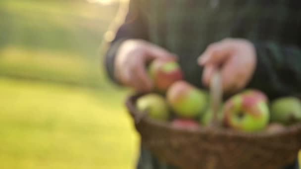 Jablka Košíku Mužská Ruka Drží Zralé Jablko Kolekce Podzimního Ovoce — Stock video