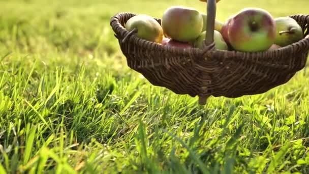 リンゴと梨 Handは庭に緑の草にフルーツのバスケットを置きます 秋の果物のコレクション オーガニックファームフレッシュフルーツ 4K映像について — ストック動画