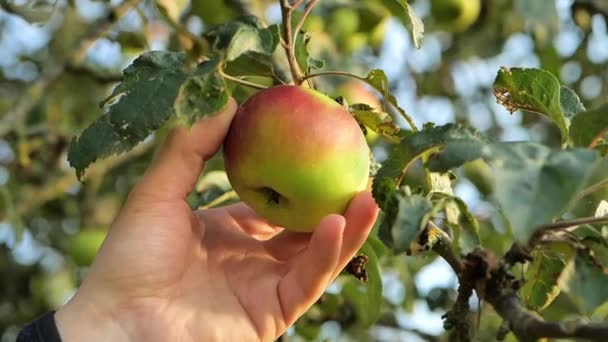 Sklizeň Jablek Sbírka Podzimního Ovoca Hand Trhá Zelené Jablko Jabloně — Stock video